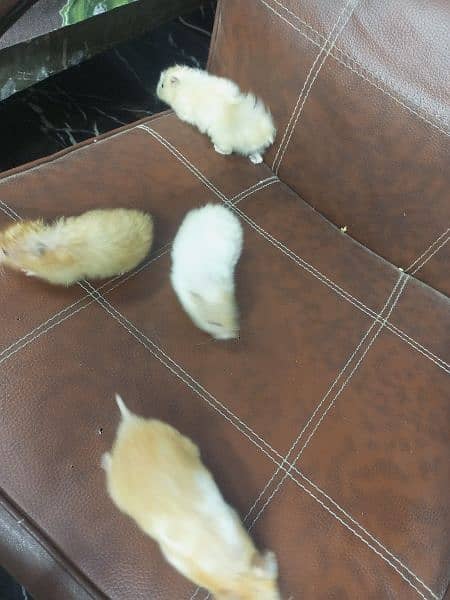 breeder Hamster Long Haired available 3