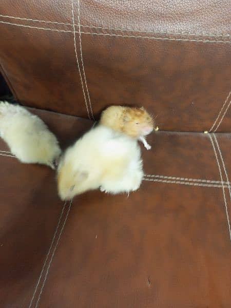 breeder Hamster Long Haired available 4