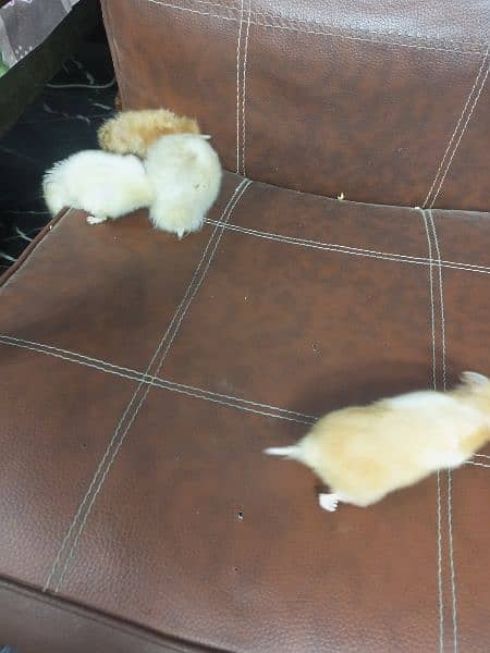 breeder Hamster Long Haired available 6