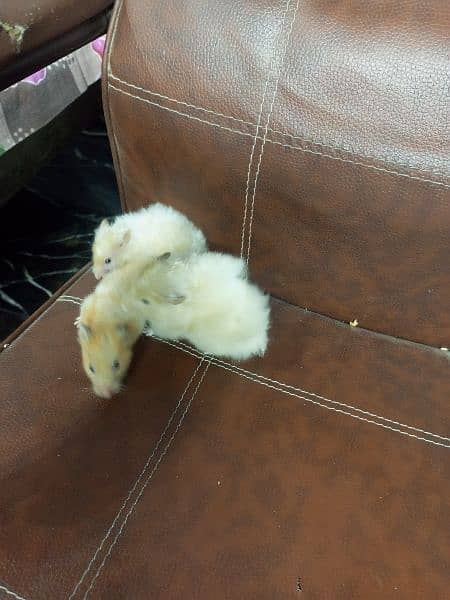 breeder Hamster Long Haired available 7