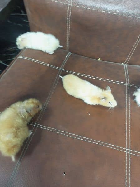 breeder Hamster Long Haired available 11