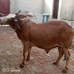 Bull For sale