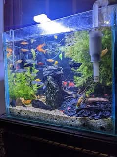 Planted Fish Aquarium Setup for sale