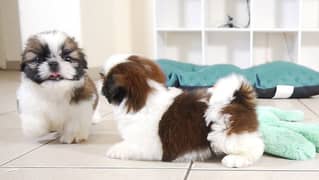 shih tzu puppies / Puppies / shitzu Dog / Dog for sale / shihtzu