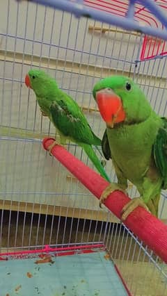 Raw parrots pair for sale