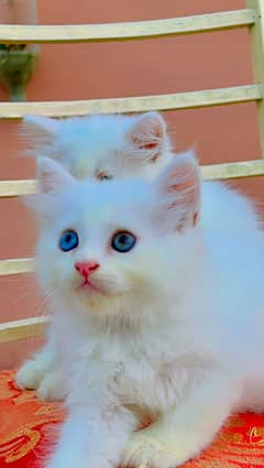 White persian triple/multi coated odd eyes kitten