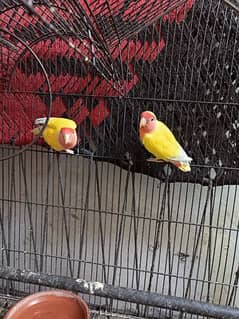 lutino breeder pair for sell