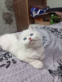 persian cat kitten 0