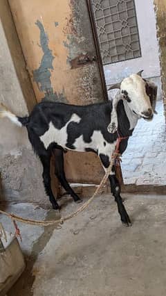 goat for sale