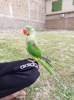 active parrot   for sell