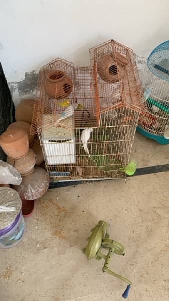 budgies and exhibition pair for sale 0