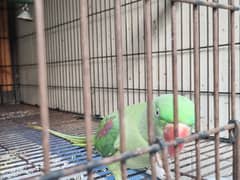 kashmiri raw parrots