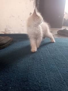 female Persian cat  for sale argent