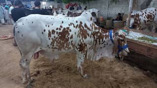 Cow 2024 qurbani whatsaap no 0314 5347106