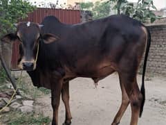 Bull For Sale For Qurbani