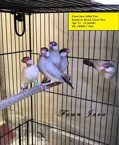 Fawn Silver White Java Penguin Finches