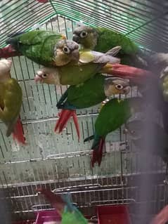 Pineapple conure Yellow sided ready to breed paira
