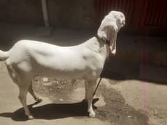 Rajanpuri / bakra / Goat for sale /  بکرا