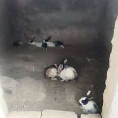 20 rabits for sell