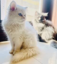 pair of persian cats on sale