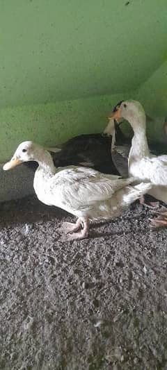 breeder ducks