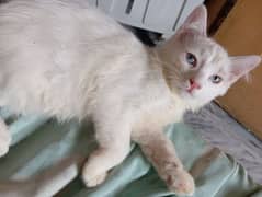 White male Persian kitten for sale
