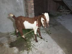 goat for sale 2 teeth phone number 03012194112