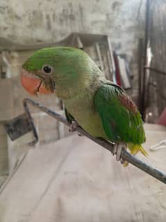 raw parrot/talking parrot hand tamed/gani wala toota/chicks/pure raw
