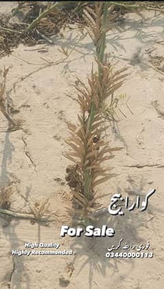 gawara seed High quality with great average. . . . behtreen seed h