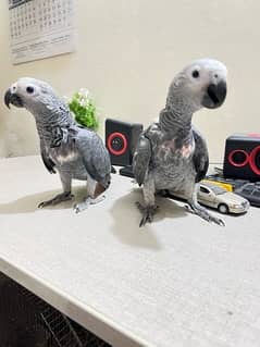 African grey near to self contact on whatsapp only
