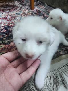 Female Russian Puppies For Sale in Wah Cantt