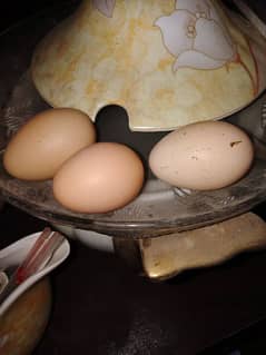 Murgha murghi egg deti h