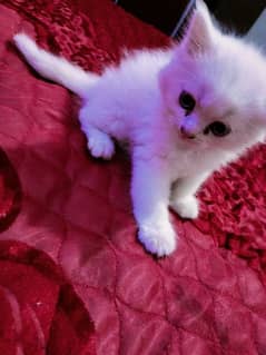 Persian kitten high quality breed two white and 1 black and white
