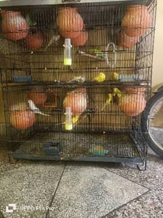 Australian parrots colony for sale mix total 25 Sy 26 with cage