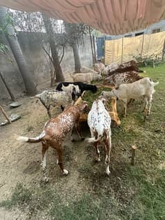 Goat | bakra | sheep | Breader | bakry | بکرا / goat for sale