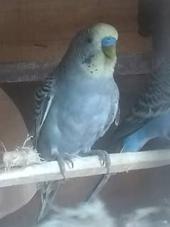 Budgies parrot male