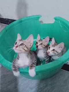 Friendly Kittens