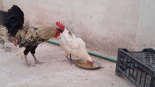 3 Hens 2 Roosters for Sale urgent