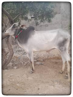 Wacha / Qurbani ka Janwar / Bull / Cow / Bull For Sale