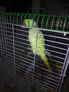 green parrot paharri