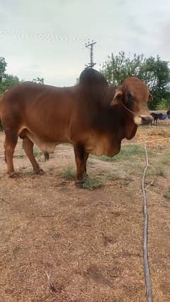 Cow | Bull | bachra | Desi wacha for Qurbani 2024