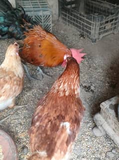 Egg laying Loan brown Hens 12 Roster 2 Desi