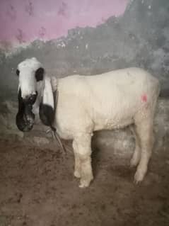 for sale 2 sheeps