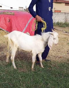 Qurbani Keliye Janwar - Bakra Goat for Sale - Eid ke liye animal