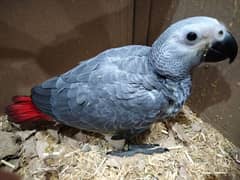 African gray parrot chick for sale