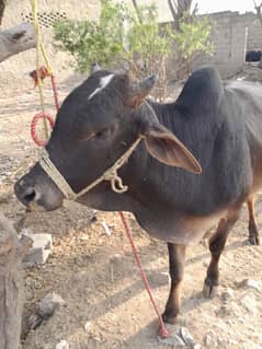 Wacha / Qurbani ka Janwar / Bull / Wachra / Desi Bull For Sale