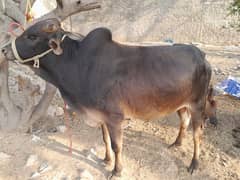 Wacha / Qurbani / Cow / bachra / Bull for sale