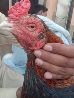 Aseel mianwali Male hen for sale