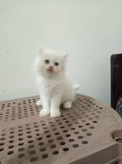 Persian Triple Coated for Sale