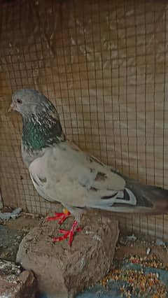 1 pair of pigeons with cage